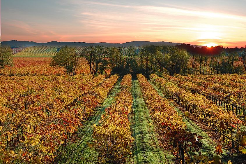 Sonoma California Vineyards near Sebastopol. 