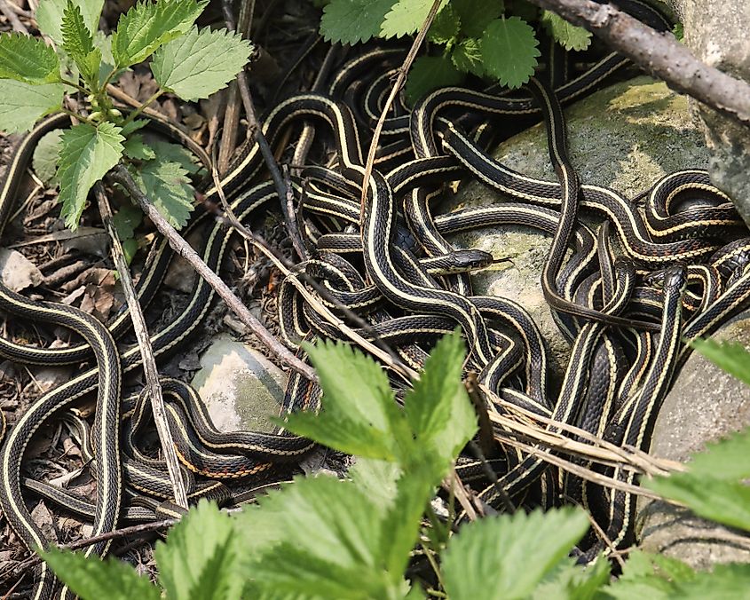 red-sided garter snakes (thamnophis sirtalis parietalis) 