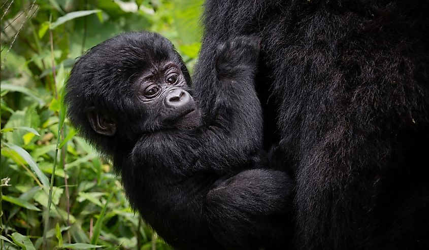 A baby gorilla is seen in Uganda