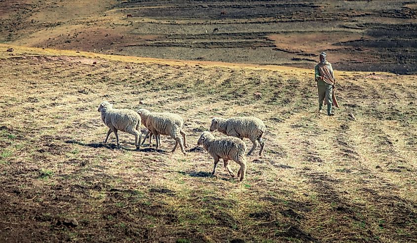 Shepherd with four sheep near Maseru. 
