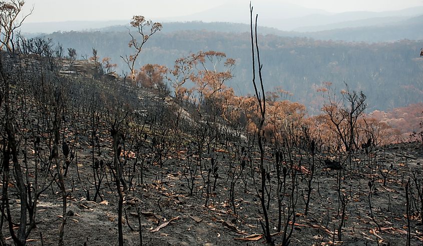 Australian bushfires aftermath: burnt eucalyptus trees damaged by the fire