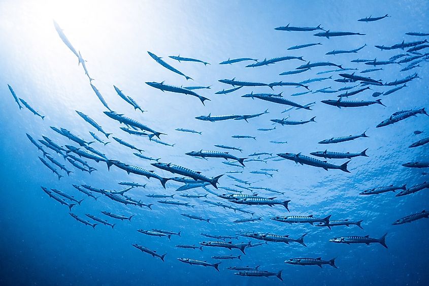 A large school of elongated pelagic chevron barracuda fish moves in the surface waters of the sea.