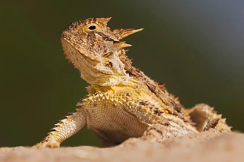 A Texas horned lizard