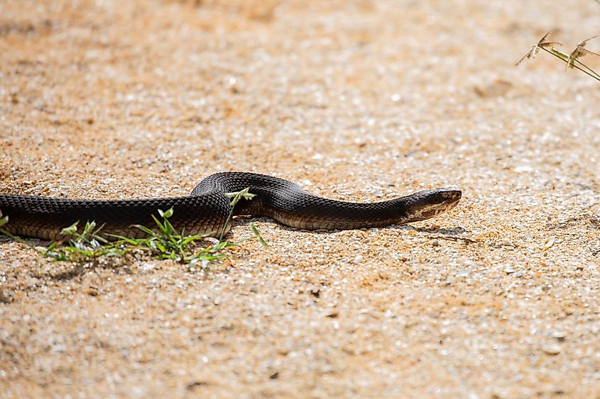 A northern cottonmouth sunning on a sandy path.