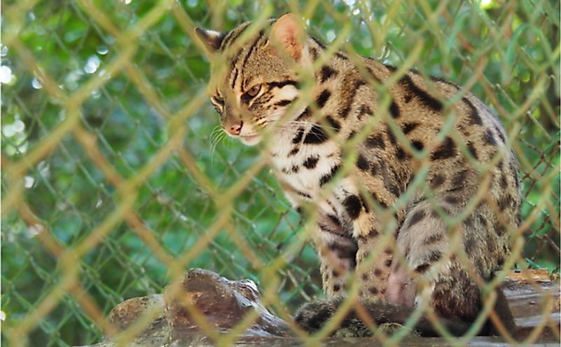 Marbled wild cat In the animal rehabilitation center