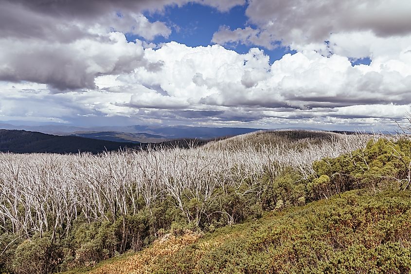 Boundary Hut Trail near Marysville, Victoria, Australia.