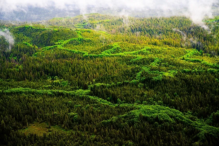 Tongass National Forest from above while touring the Misty Fjords National Monument.