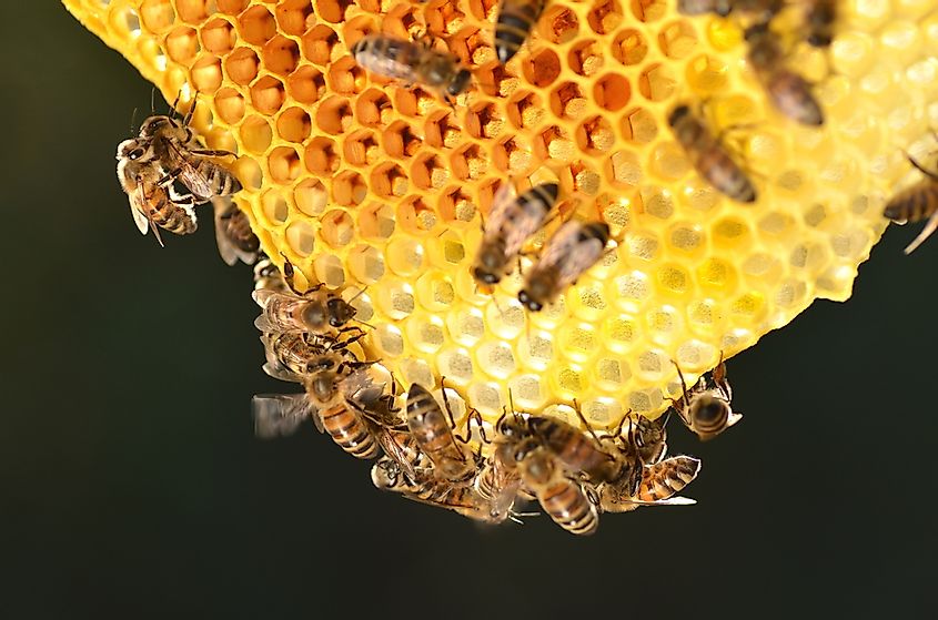 Bees on a honeycomb.