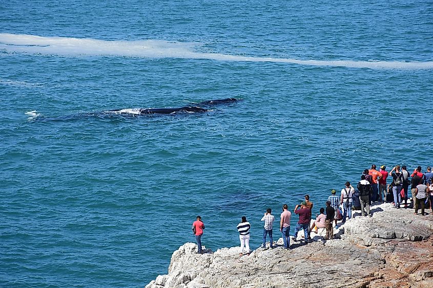 People watching whales in Hermanus, South Africa