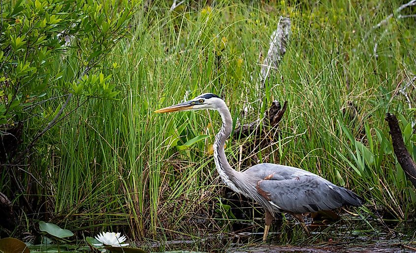 Great blue heron at the Okefenokee Swamp Wildlife Refuge in Georgia