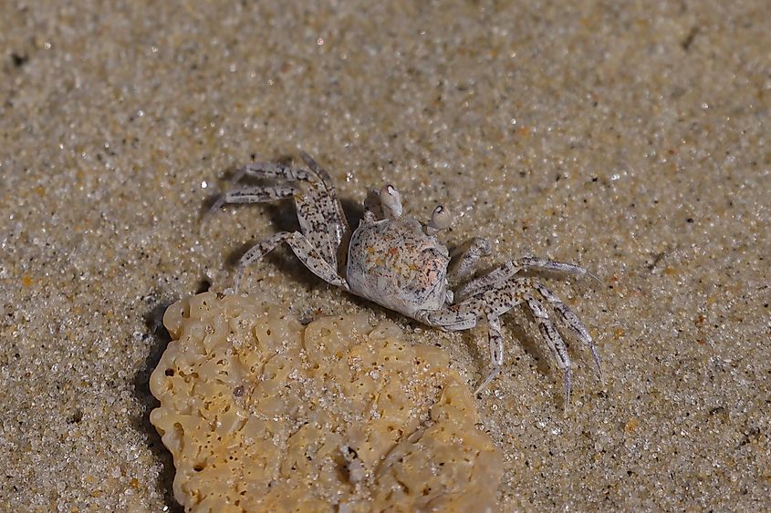 A Sand Crab blending with the sandy beach at Kiptopeke State Park, Cape Charles, Virginia.