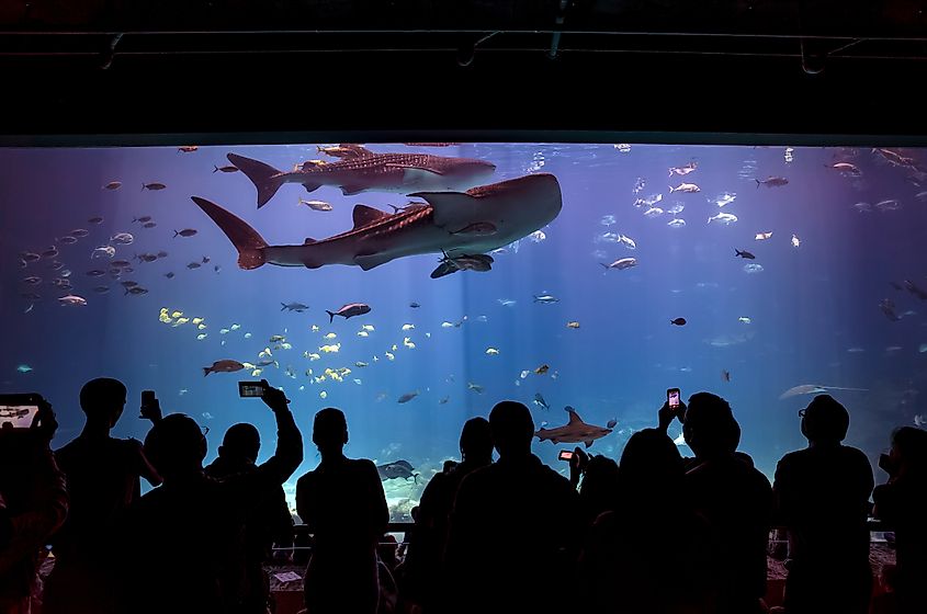 The Georgia Aquarium in Atlanta, Georgia (Editorial credit: f11photo / Shutterstock.com)
