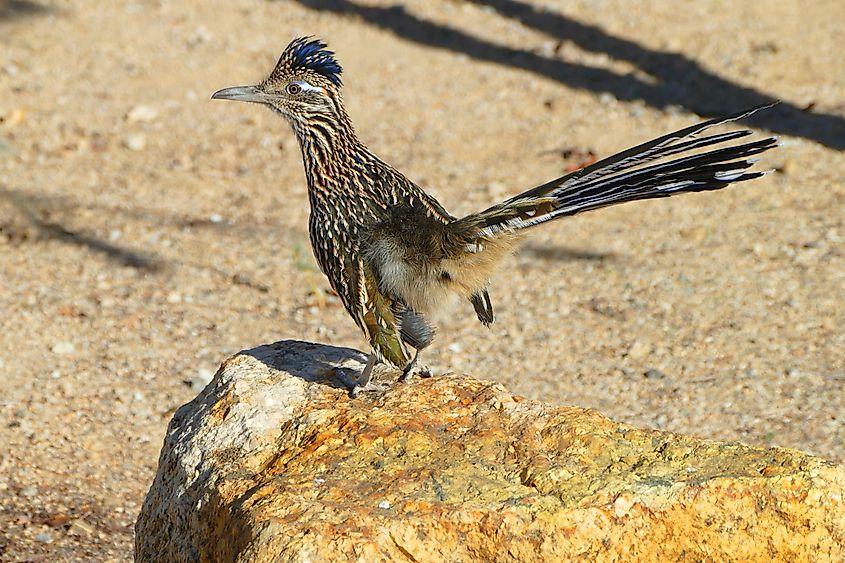 Roadrunner, Joshua Tree National Park, California