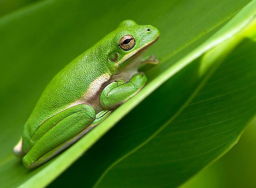 American green tree frog