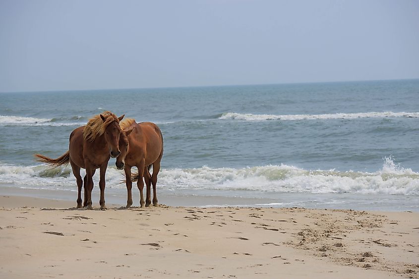 Horses on the beach at Assateague Island.