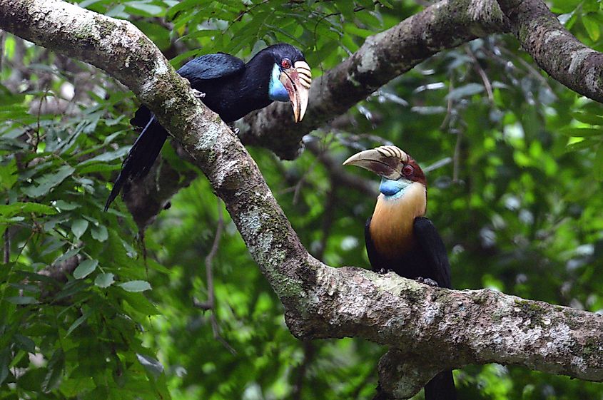 The Sumba hornbill (Rhyticeros everetti).
