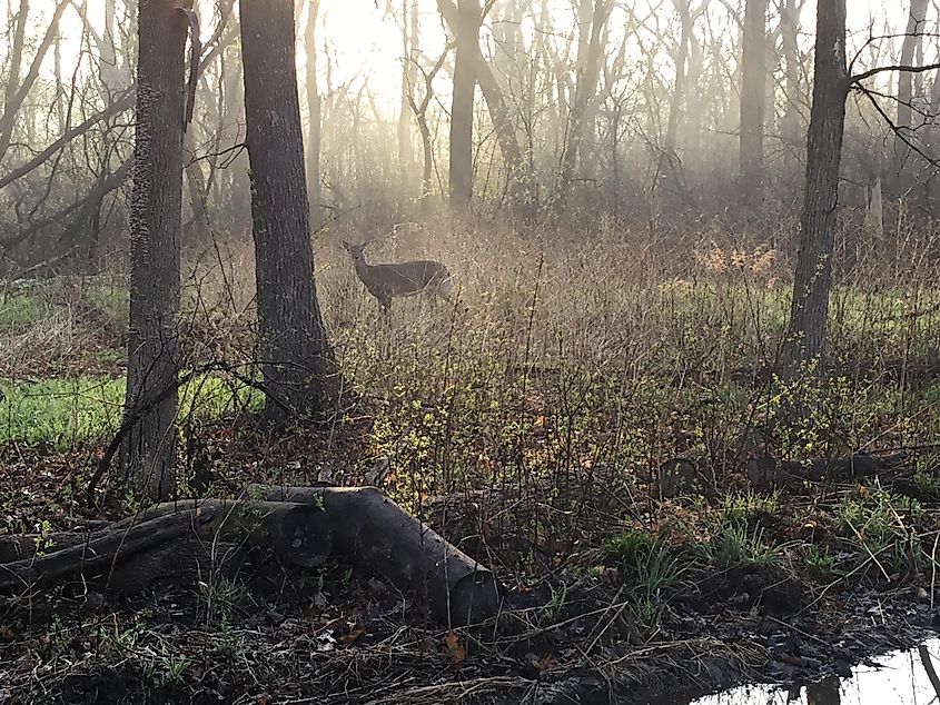 A deer in LaBagh Woods near Forest Glen in Chicago.