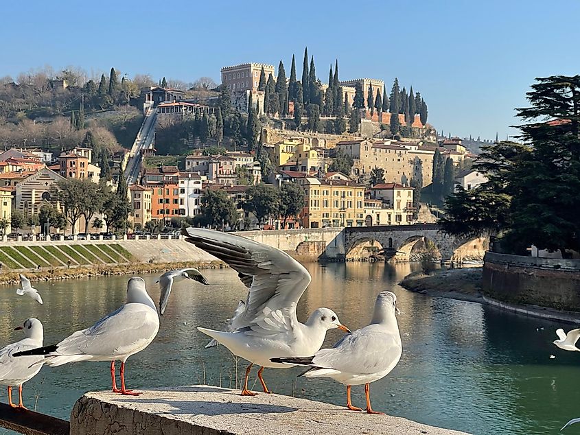 Seagulls on the banks of the Adige river
