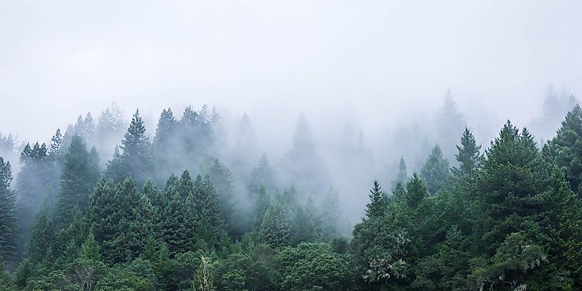 Misty forest landscape in Mendocino, California, featuring tall pine trees.