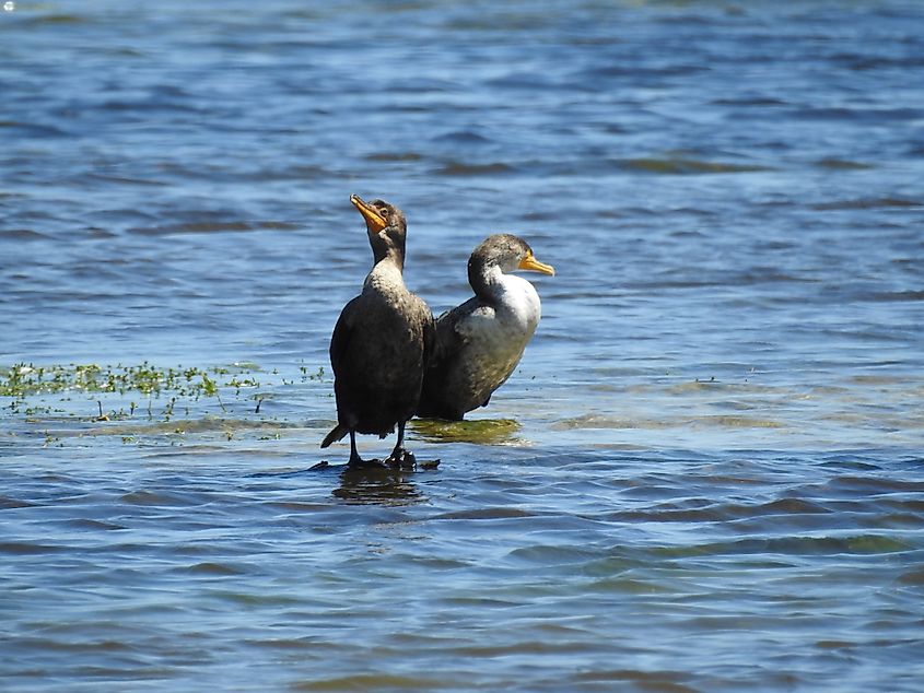 A pair of great cormorants enjoying a beautiful spring day at the Cape Hatteras National Seashore, in the Outer Banks of North Carolina. Credit: Scenic Corner/Shutterstock.com
