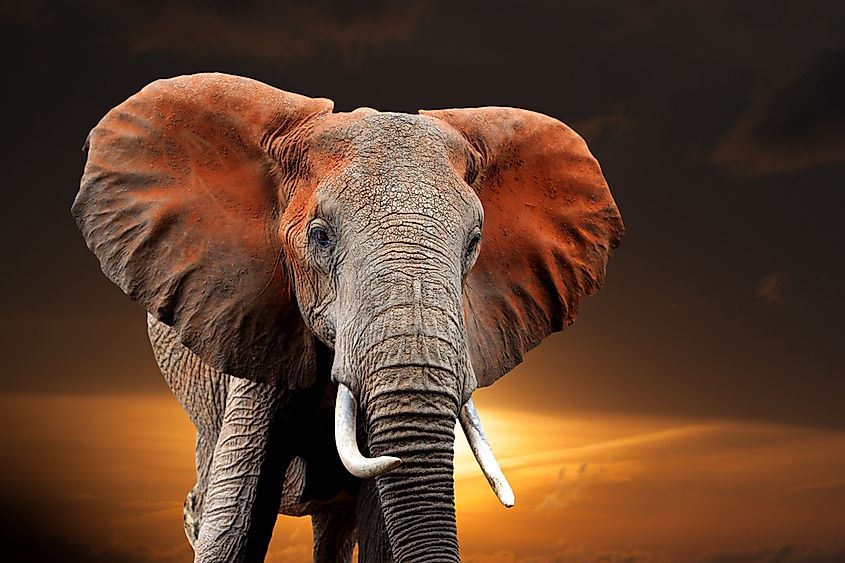 Elephant in the National park of Kenya, Africa