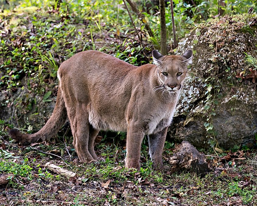 Florida panther