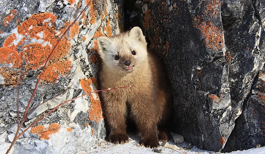 The sable climbed out of his burrow. Russia, Buryatia, Bauntovsky district.