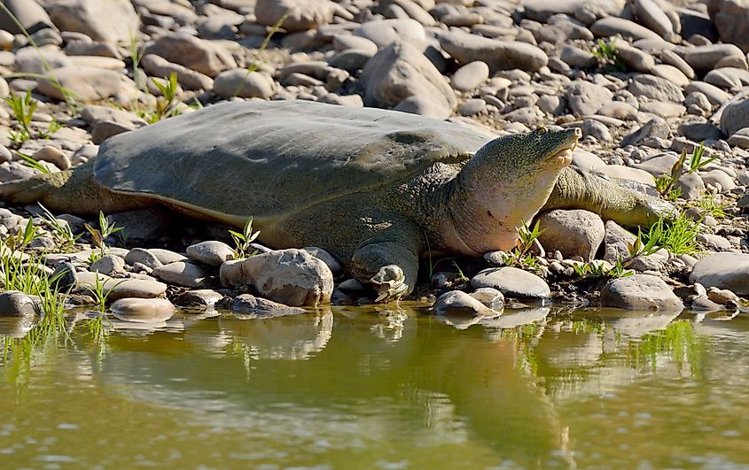 The endangered Euphrates soft-shelled turtle