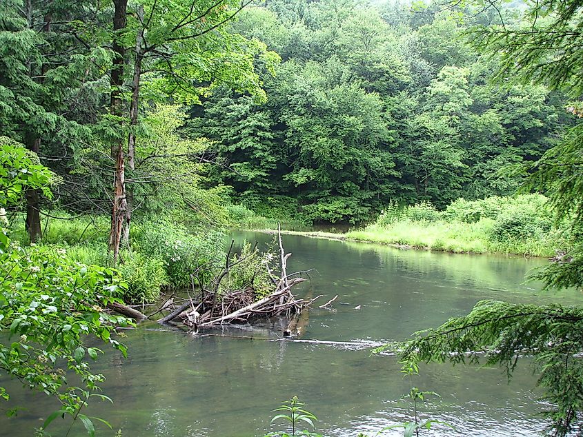 East Branch Clarion River in Bendigo State Park.