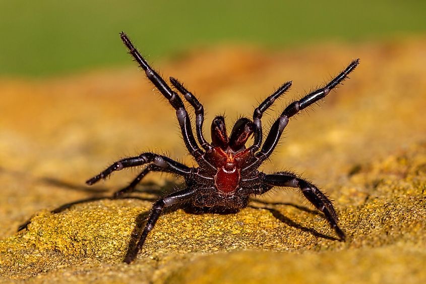 A male Sydney funnel-web spider in his defensive/mating pose with front legs raised and fangs showing.