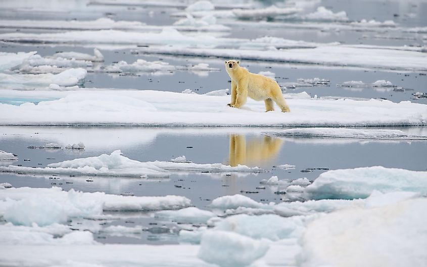 Male polar bear (Ursus maritimus) on melting ice in Svalbard, Norway