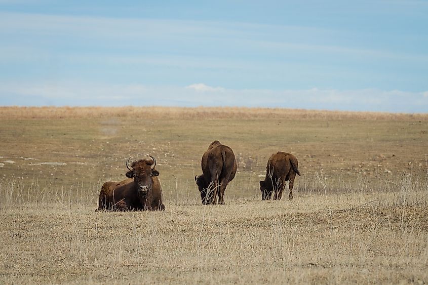 American bison grazing in the Tallgrass Prairie Preserve, Oklahoma.