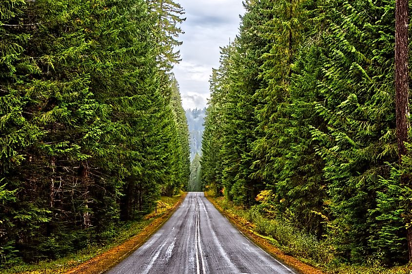 A road between trees along the West Cascades Scenic Byway