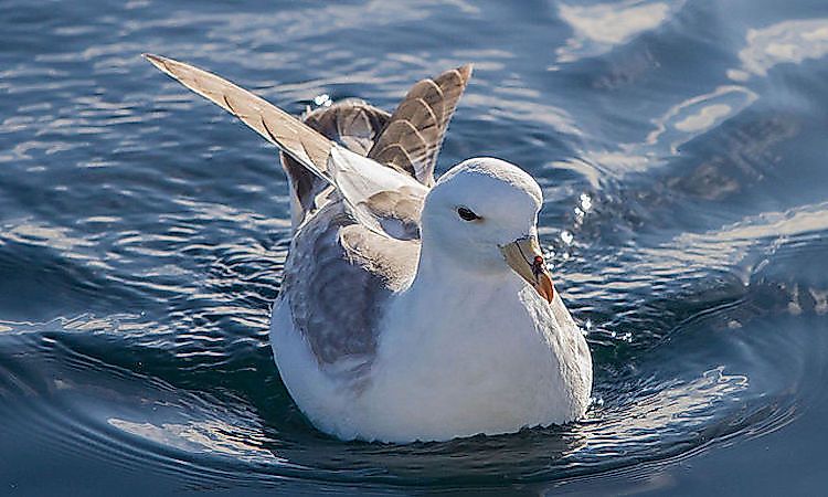 What Animals Live At The North Pole? - WorldAtlas What Animals Live At The North Pole? - WorldAtlas