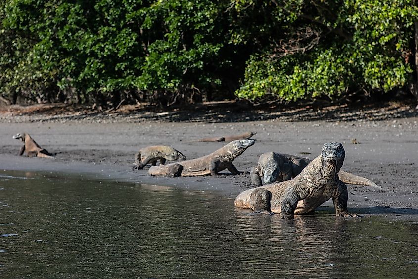 Komodo dragon