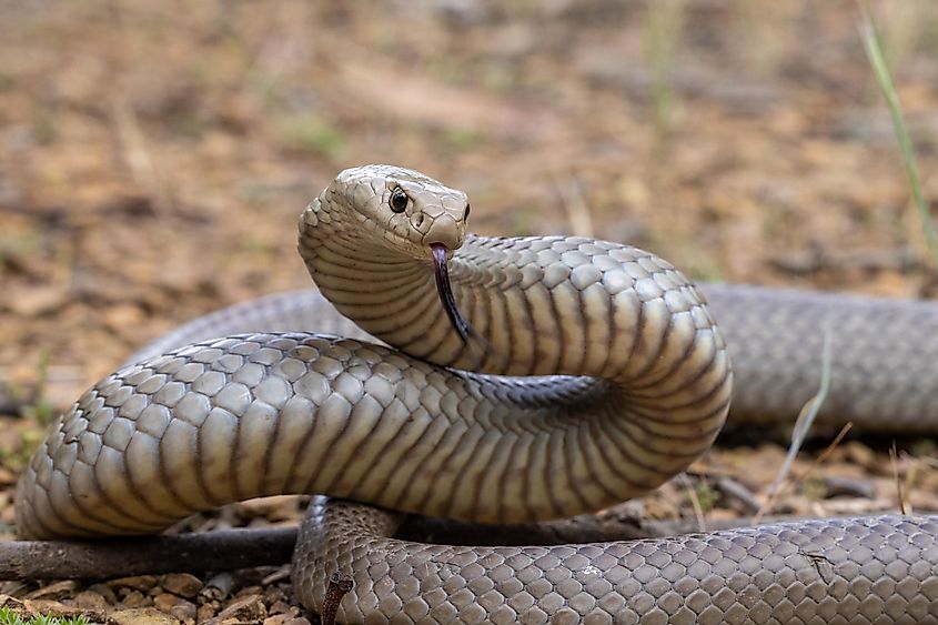 eastern brown snake