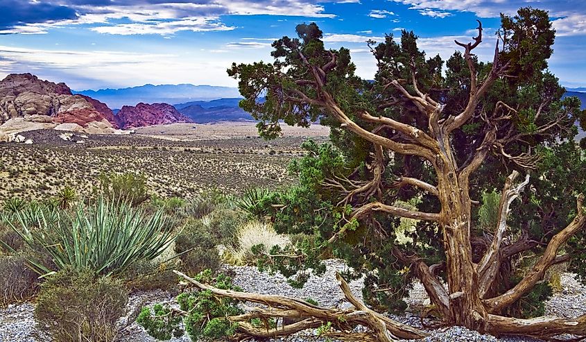 Gnarled juniper and green yucca on overlook at Red Rock Canyon National Conservation Area near Las Vegas