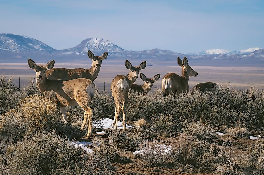 Mule deer in the Nevada desert near Austin.