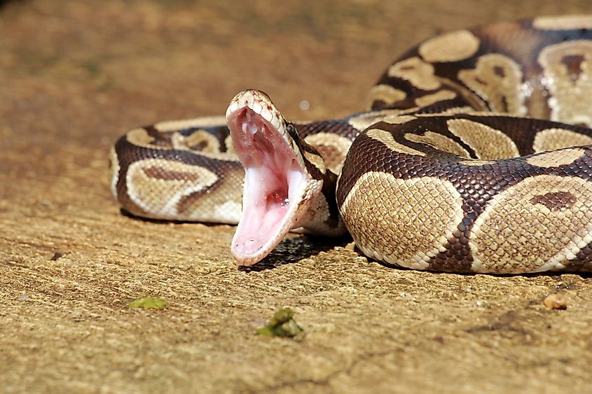 Reticulated pythons, the longest snake species in the world, have a wide habitat and are able to adapt to urban environments.
