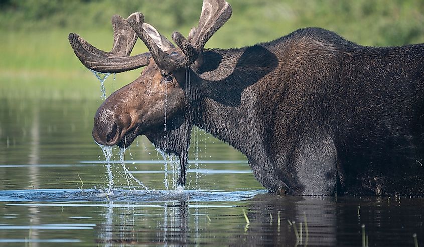 Bull moose munching on water plants in Maine's North Woods