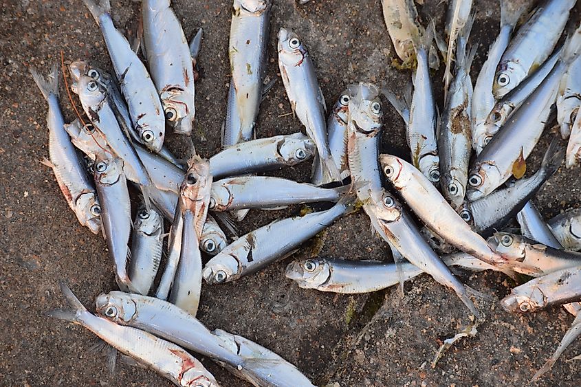 Close up of dead alewife fish washed on shore. Temperature swings causing massive die-off on public beach of Lake Michigan.