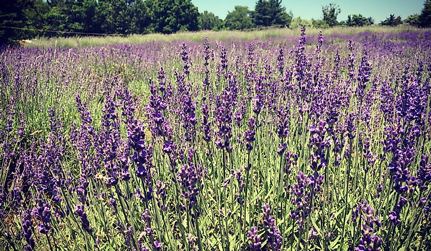 Lavender field in Niles