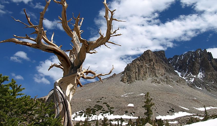 Bristlecone Pine tree and mountains in Great Basin National Park, Nevada