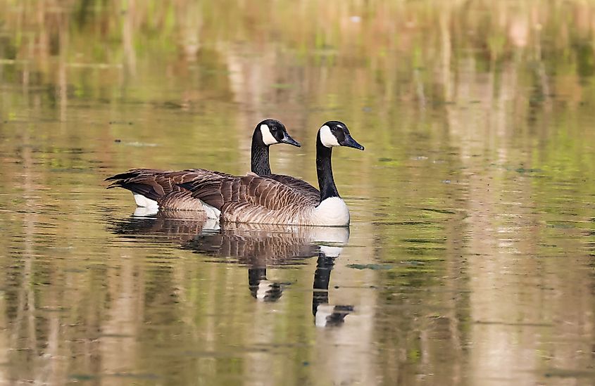 Canadian geese are commonly seen at Lake Barkley.