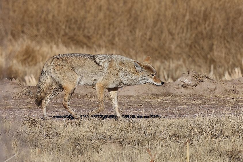 A cougar at the Bosque del Apache National Wildlife Refuge.