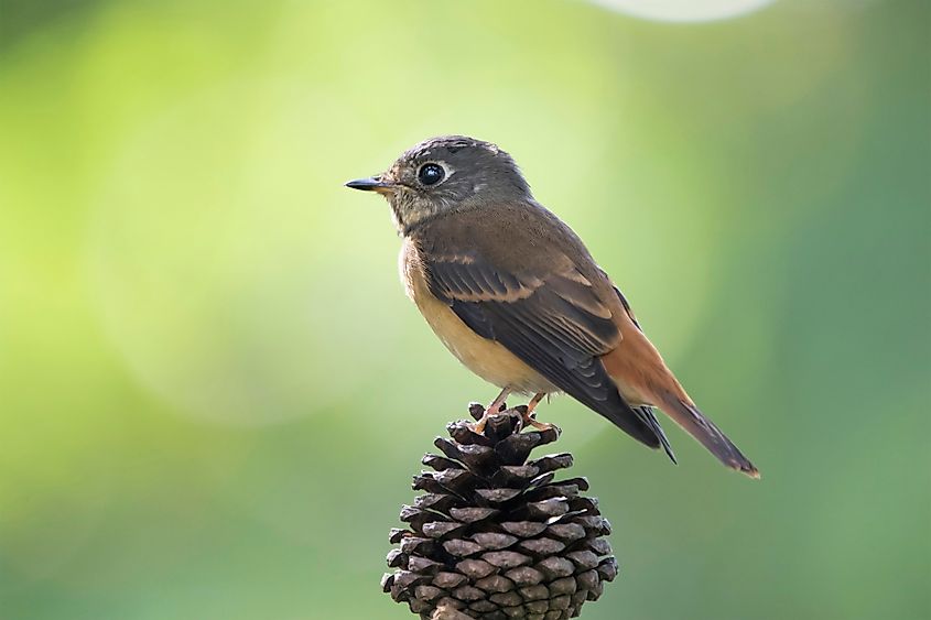 Khangchendzonga National Park bird