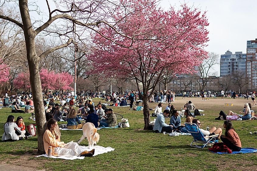 Crowds of People at McCarren Park in Williamsburg Brooklyn Relaxing on the Grass during Spring with Pink Cherry Blossom Trees