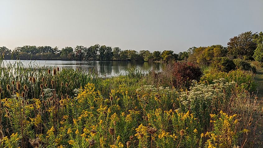 Wildflowers and trees on the edge of a marsh at W.C. Sterling State Park in Monroe, Michigan.