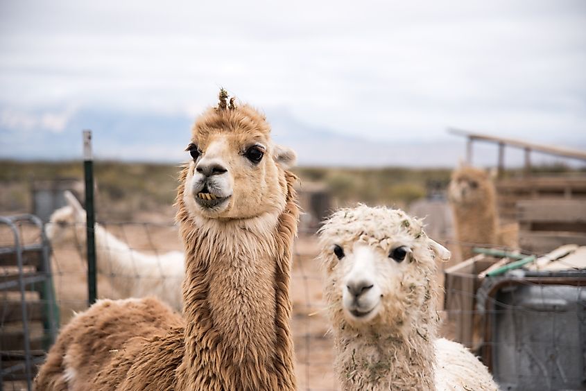 Alpaca at Guadalupe Mountain National Park.