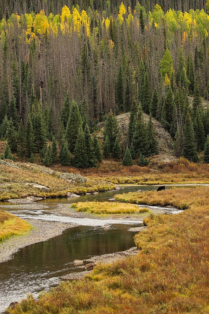 The winding Conejos River in Platoro Colorado in the Fall